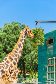 Eating giraffe, Safari Park - Majorca