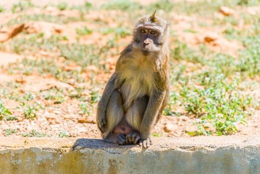 Little Monkey, Sa Coma, Mallorca