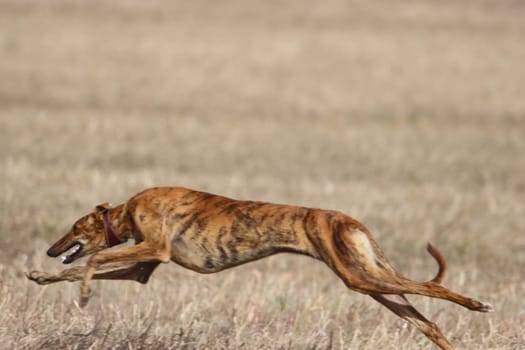 beautiful fast spanish greyhound dog energy hunting race