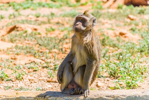 Little Monkey, Sa Coma, Mallorca