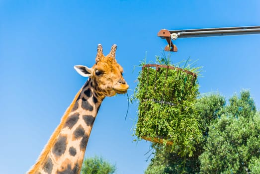 Eating giraffe, Safari Park - Majorca