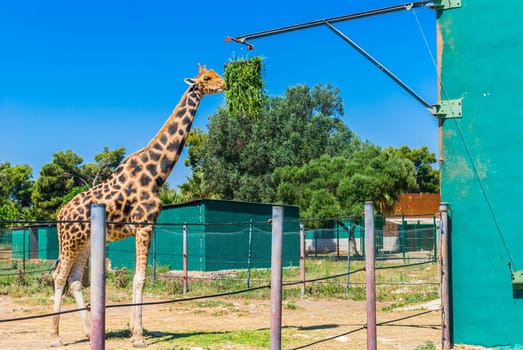 Eating giraffe, Safari Park - Majorca