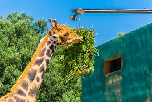 Eating giraffe, Safari Park - Majorca