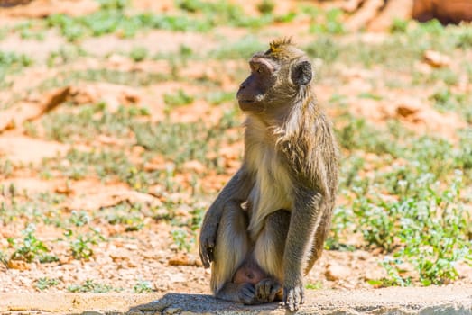Little Monkey, Sa Coma, Mallorca