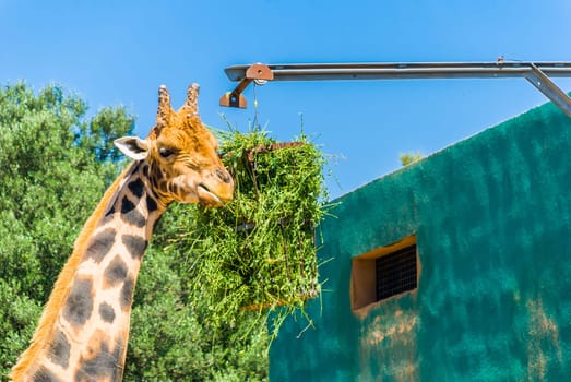 Eating giraffe, Safari Park - Majorca