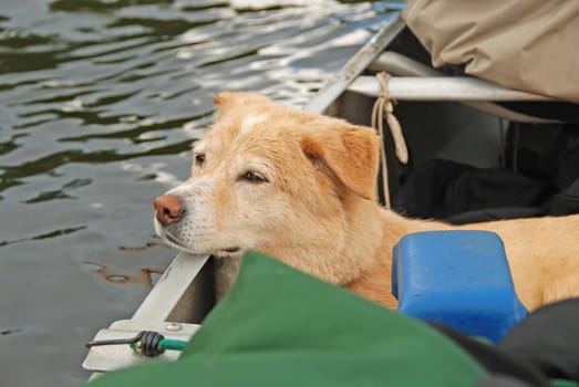 A Dog's Life on a Canoe Trip in the Boundary Waters in Minnesota