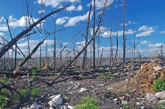 Fire Devastated Landscape in the North Woods in Alpine Lake in Minnesota