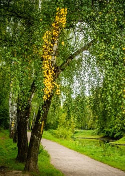 Birch lined alley in a park in Moscow, Russia in early fall