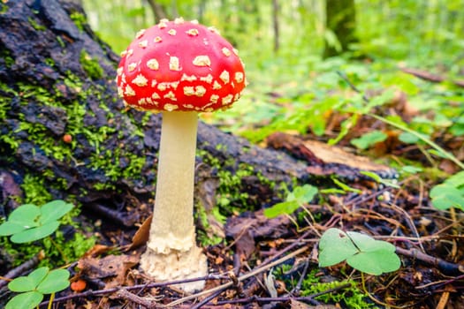 Close-up image of an amanita mushroom in forest in Russia