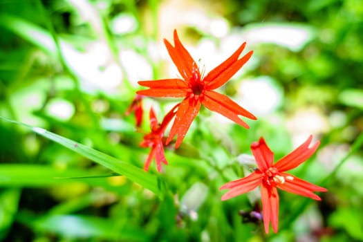Close-up image of blooming Fire Pink flowers in Kentucky forest