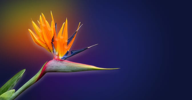 illustration with ilium flower
