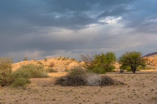 Landscape of the dry savannah in the northwest of Windhoek, Namibia