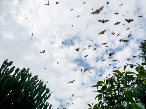 Flying Dogs/ Bat in Ruanda, Africa (Lake Kivu)