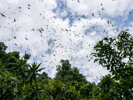 Flying Dogs/ Bat in Ruanda, Africa (Lake Kivu)