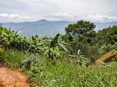 banana plants, ruanda - africa