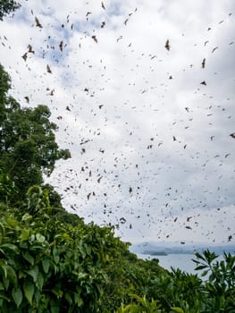 Flying Dogs/ Bat in Ruanda, Africa (Lake Kivu)