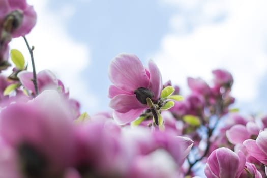 Beautiful magnolia blossom in a park, spring