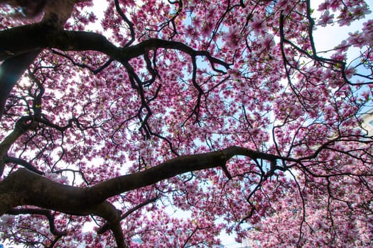 Beautiful magnolia tree in a park, spring