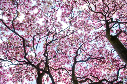 Beautiful magnolia tree in a park, spring