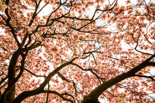 Beautiful magnolia tree in a park, spring