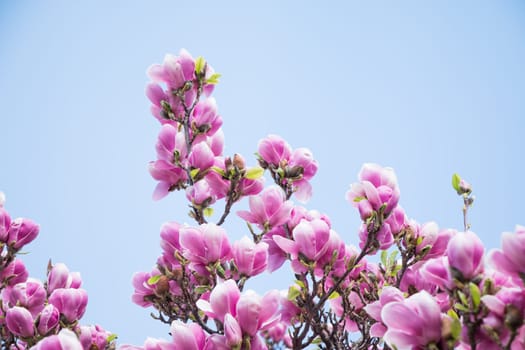 Beautiful magnolia blossom in a park, spring