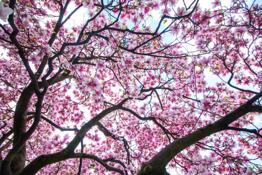 Beautiful magnolia tree in a park, spring