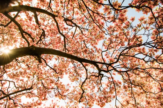 Beautiful magnolia tree in a park, spring