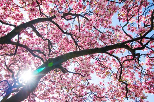 Beautiful magnolia tree in a park, spring