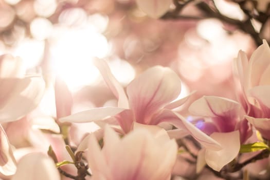 Beautiful magnolia blossom in a park, spring, sunshine
