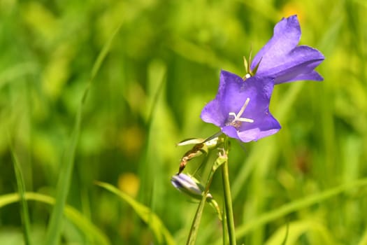 bellflower in a meadow in summer in Germany