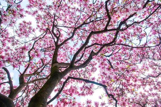 Beautiful magnolia tree in a park, spring