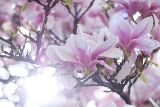 Beautiful magnolia blossom in a park, spring, sunshine