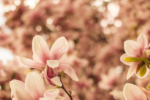 Beautiful magnolia blossom in a park, spring