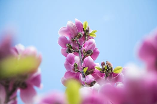 Beautiful magnolia blossom in a park, spring