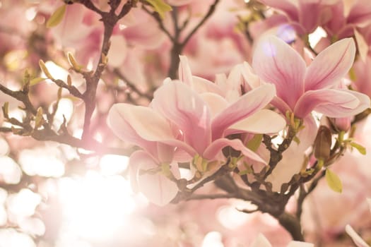 Beautiful magnolia blossom in a park, spring, sunshine