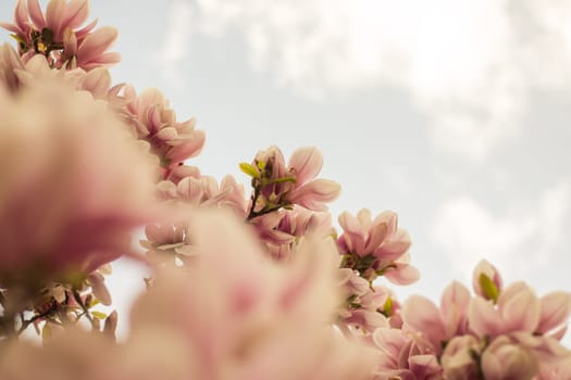 Beautiful magnolia blossom in a park, spring