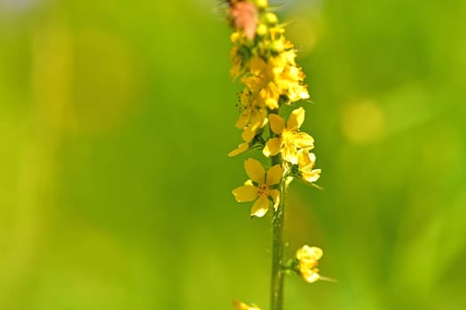 common agrimony with flower in summer