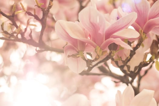 Beautiful magnolia blossom in a park, spring, sunshine