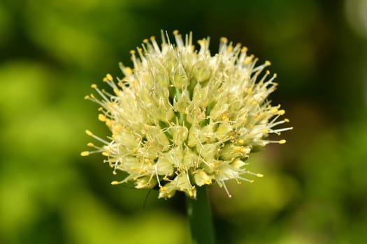 the Welsch onion with flower in a garden in summertime in Germany