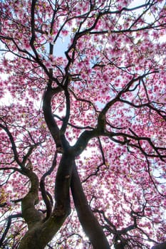 Beautiful magnolia tree in a park, spring