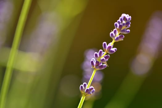 lavender with blurred background