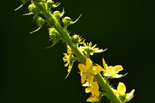 common agrimony with flower in summer