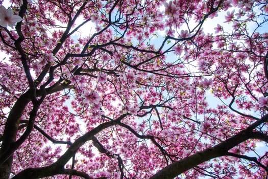 Beautiful magnolia tree in a park, spring