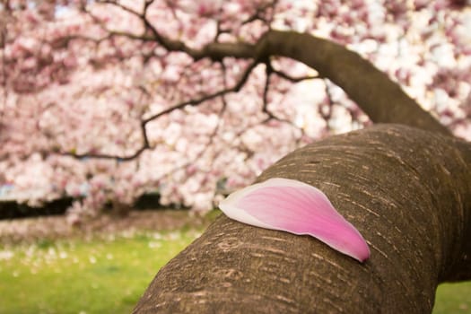 Beautiful magnolia tree in a park, spring