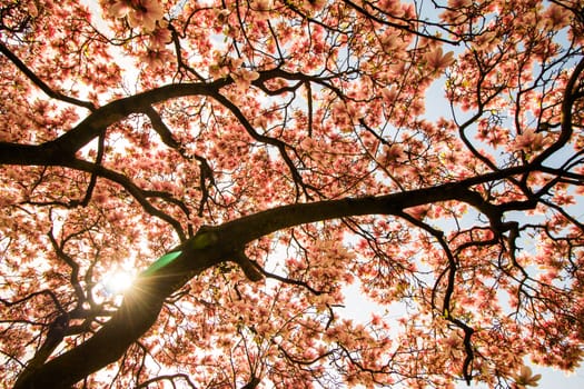 Beautiful magnolia tree in a park, spring