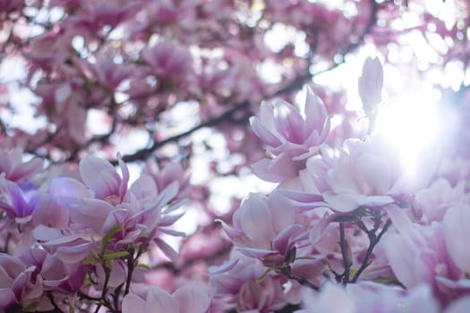 Beautiful magnolia blossom in a park, spring, sunshine
