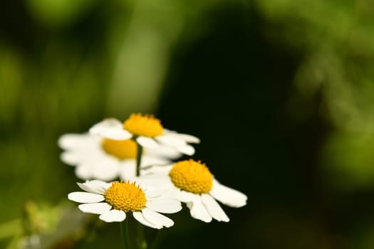 feverfew, medicinal plant with flower