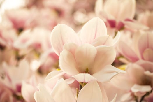 Beautiful magnolia blossom in a park, spring
