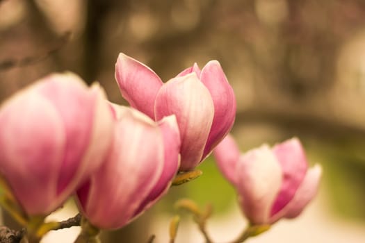 Beautiful magnolia blossom in a park, spring