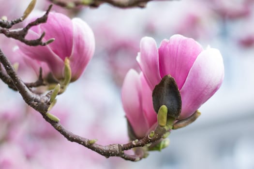 Beautiful magnolia blossom in a park, spring